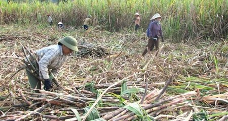 Hết BĐS, đến ngành đường sốc vì bầu Đức ảnh 1