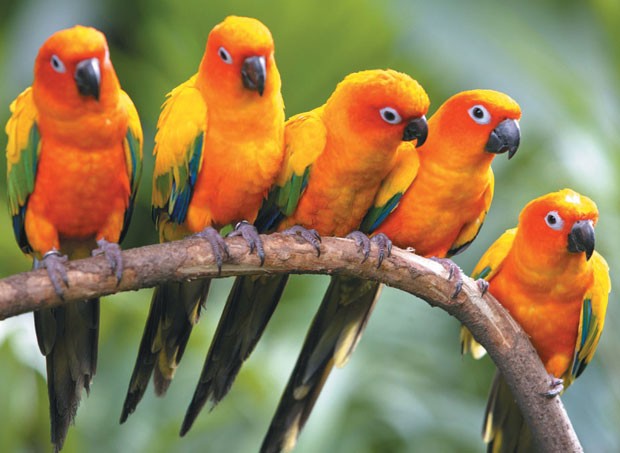 Bird got talent ảnh 1