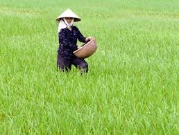 Xử lý nghiêm các cơ sở Kl994 nhà cái bóng đá world cup phân bón không đảm bảo chất lượng
