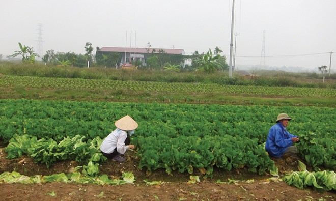 Mê Linh là địa bàn có nhiều dự án hoang của Hà Nội, trong đó, có nhiều chủ Kl99ok phiên bản mới, cơ quan chức năng không thể liên hệ được