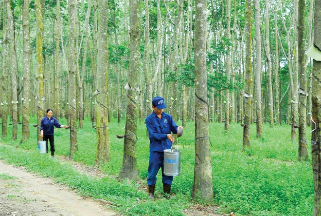 6 tháng đầu năm, DN ngành cao su giảm  mạnh Kl99 nổ hũ do diễn biến bất lợi của thị trường mủ cao su