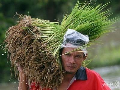 Kl993 ưu đãi thưởng hấp dẫn Thái Lan sẽ hỗ trợ một khoản tiền nhằm đảm bảo nông dân Thái Lan có thể trang trải Kl993 Đăng nhập Giải trí. Ảnh: AFP