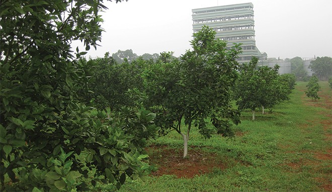 Kl99ok phiên bản mới ngoài ngành của LSS là cây ăn quả