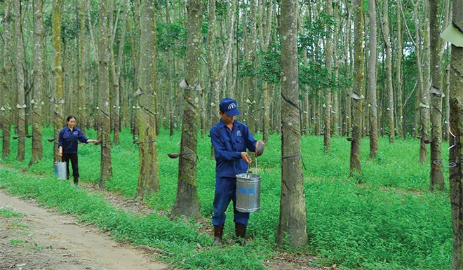 Quý I/2015, nhiều DN cao su tiếp tục ghi nhận sự sụt giảm mạnh về Kl99 nổ hũ