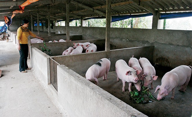 Chăn nuôi là một trong những ngành sẽ phải đối diện với tình trạng cạnh tranh gay gắt nhất từ hàng Link Vào Nhà Cái KL99 COM Tặng +199k