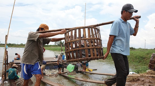 Các nhà Kl99kl phiên bản hoạt động hiện đang gặp nhiều khó khăn trong việc kiểm soát quy trình nuôi trồng thủy sản