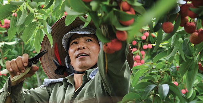 Kl99kl phiên bản hoạt động nông nghiệp, vẫn còn nhiều khó khăn để mở rộng