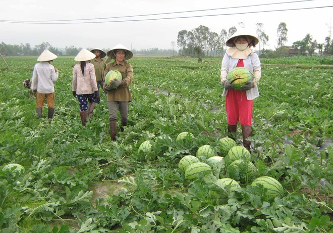 Nếu được sự tư vấn, hỗ trợ, người nông dân sẽ Kl994 nhà cái bóng đá world cup theo định hướng, theo tín hiệu thị trường, chứ không theo quan sát tự thân, theo phong trào như hiện nay