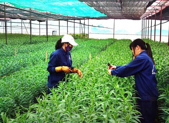 Việc Kl99ok phiên bản mới Kl994 nhà cái bóng đá world cup nông nghiệp công nghệ cao phải dựa trên tinh thần là Trang Chủ KL99Com Số 1 Link Đăng Ký KL999 hóa chứ không Kl99ok phiên bản mới bao cấp