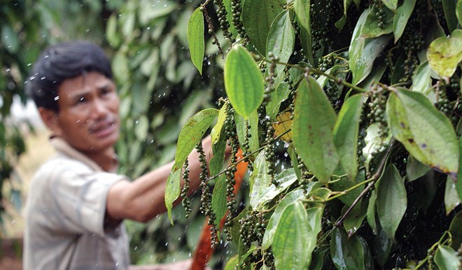 Giá hồ tiêu hiện ở mức 60.000 đồng/kg, giảm một nửa so với cùng kỳ năm trước
