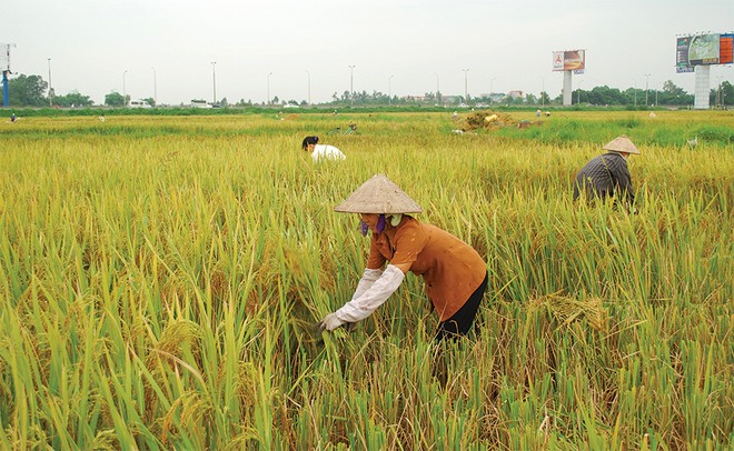 Tái triển khai Kl99kl phiên bản hoạt động nông nghiệp: Chờ… nghiên cứu thêm