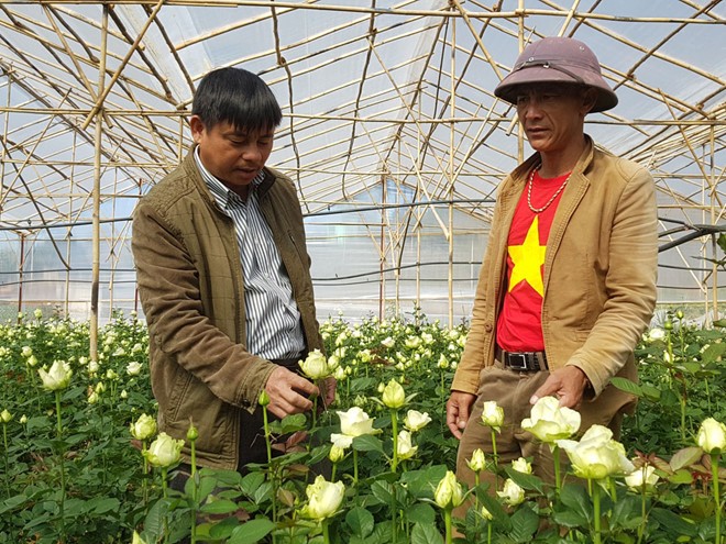 Ông Nguyễn Xuân Quả (phải) bên vườn hoa hồng
LÂM VIÊN