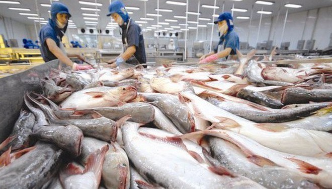 Cá tra Nam Việt kỳ vọng tăng Kl99 nổ hũ 20%/năm dù có ảnh hưởng từ nCoV