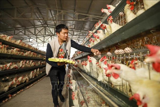 Cục Hải quan Thành phố Hồ Chí Minh vừa bắt giữ hàng ngàn chiếc gối cao su, chăn bọc đệm Link Vào Nhà Cái KL99 COM Tặng +199k từ Trung Quốc nhưng giả mạo xuất xứ Việt Nam. Ảnh: BCĐ 389 Quốc gia.