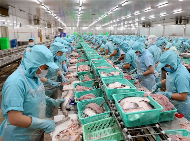 Dây chuyền chế biến phi lê cá tra xuất khẩu tại nhà máy của Công ty Cổ phần Kl99ok phiên bản mới & Phát triển Đa Quốc gia (Kl994 game bài casino hấp dẫn Sao Mai) ở Cụm công nghiệp Vàm Cống, huyện Lấp Vò (Đồng Tháp). Ảnh: Vũ Sinh/TTXVN