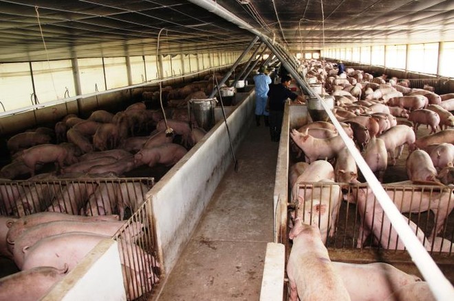 Được Kl99ok phiên bản mới bài bản, nên các công ty chăn nuôi có mô hình nhà máy hiện đại, quy mô và sản lượng lớn. Ảnh: TTXVN