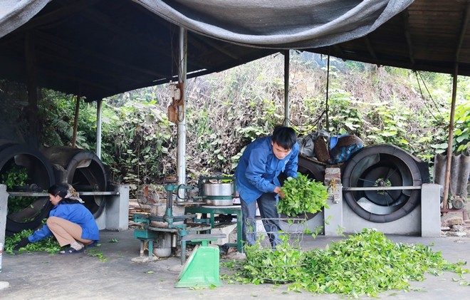 Nguyễn Ngọc Trìu, 35 tuổi, xã Mỹ Thuận, huyện Tân Sơn là một trong nững thanh niên điển hình tại địa phương về phát triển Kl992 cổng game cá cược