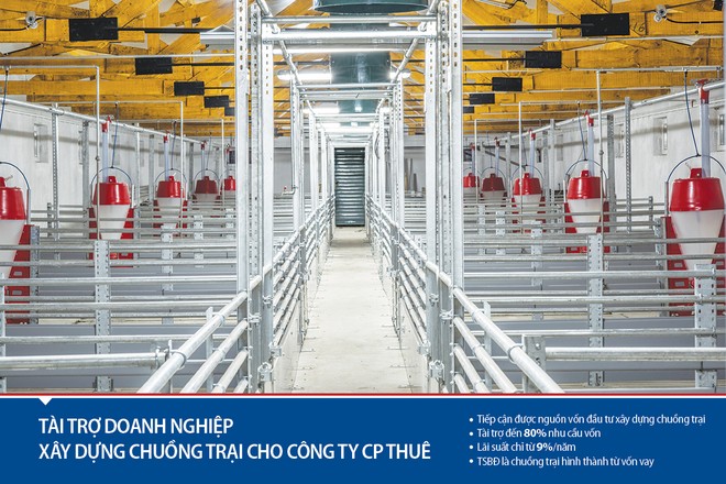 Viet Capital Bank hỗ trợ Kl991.com World Cup 2026 Chính Thức ngành chăn nuôi