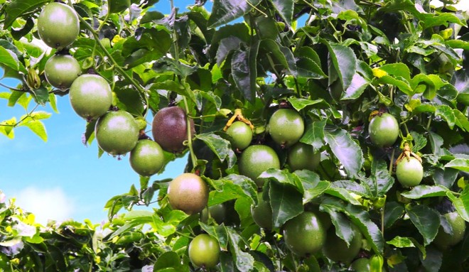 Bầu Đức “âm thầm” trồng trái cây, “hái” 70% Kl99 nổ hũ của mảng nông nghiệp