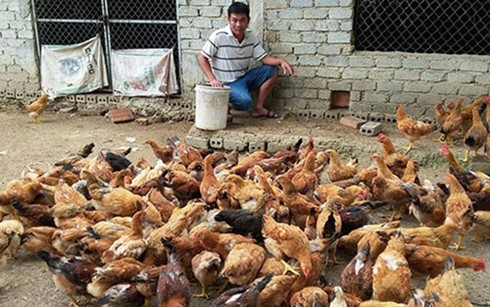 Anh Nguyễn Hữu Công, xóm 3, Nghi Kiều, Nghi Lộc đã mạnh dạn Kl99ok phiên bản mới chăn nuôi gà thịt “chạy bộ” từ giống gà ta