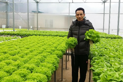 Cựu cán bộ Link Vào Nhà Cái KL99 COM Tặng +199k hiện dồn hết tâm huyết cho mô hình rau sạch.