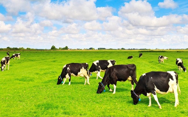 Vinamilk: Kl99 nổ hũ ròng cả năm lần đầu vượt 10.000 tỷ đồng