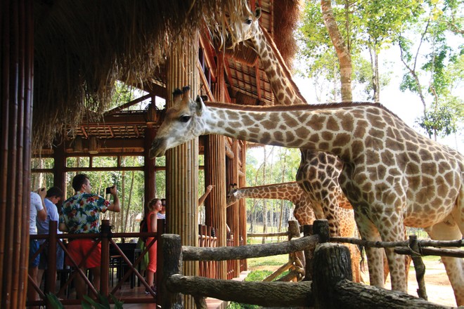 Du khách quốc tế thích thú khi tham quan Vinpearl Safari Phú Quốc. Ảnh: Thành Nguyễn.