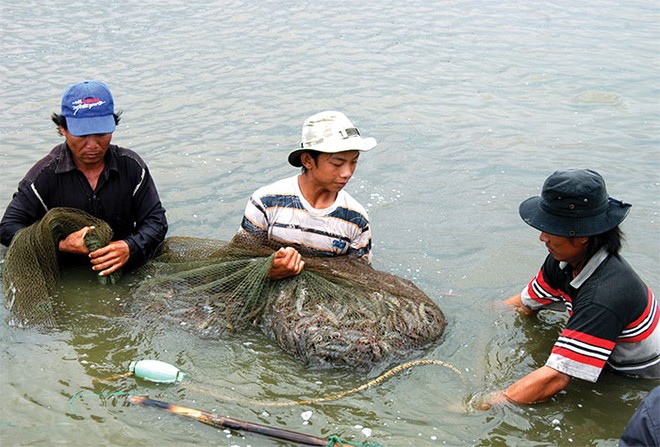 Dừng thí điểm Kl99kl phiên bản hoạt động thủy sản vì rủi ro cao