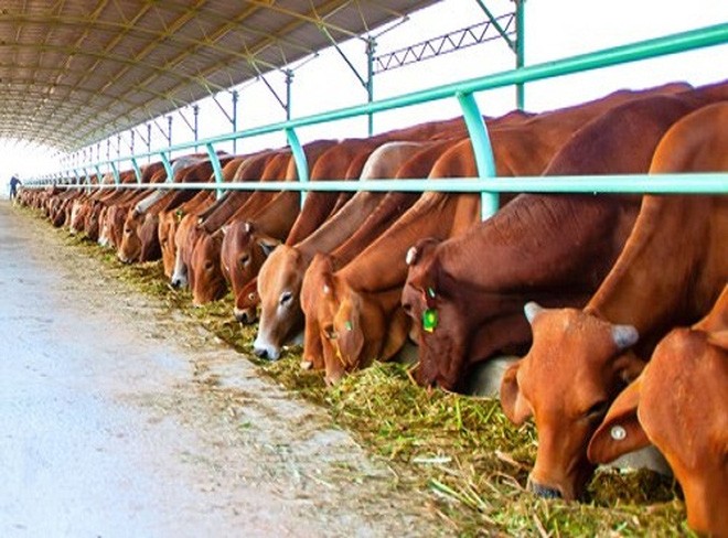 HNG: 6 tháng, doanh thu bán bò giảm hơn 76%, Kl99 nổ hũ đột biến