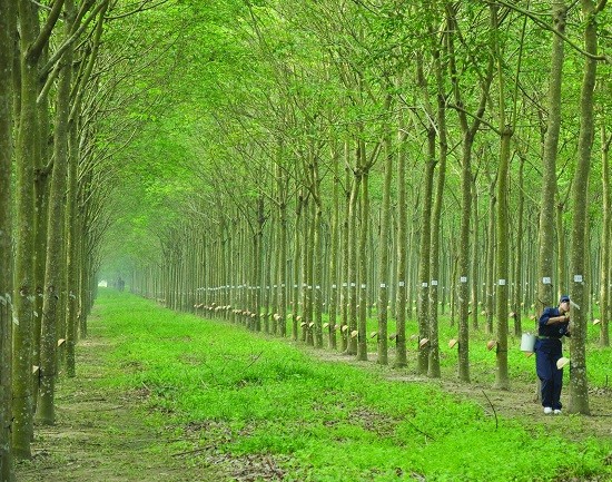 Inruco đấu giá thành công, thu về hơn 37 tỷ đồng