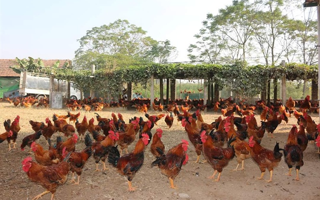 9 tháng, Dabaco (DBC) cán đích Kl99 nổ hũ năm và lên kế hoạch chuyển sàn HOSE
