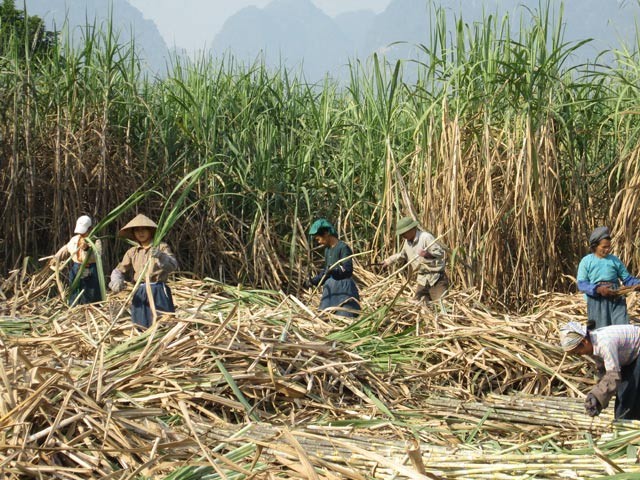 Lãi sau thuế giảm 30%, Mía đường Sơn La (SLS) vẫn vượt kế hoạch Kl99 nổ hũ cả niên độ chỉ sau 1 quý
