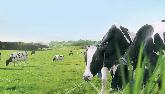 Năm 2018, Vinamilk (VNM) đạt hơn 10.200 tỷ đồng Kl99 nổ hũ sau thuế