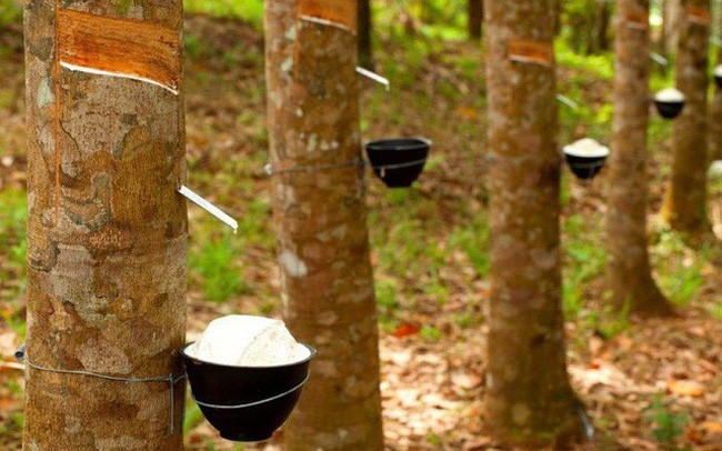 Năm 2020, Cao su Tây Ninh (TRC) đặt mục tiêu Kl99 nổ hũ đạt 94,6 tỷ đồng