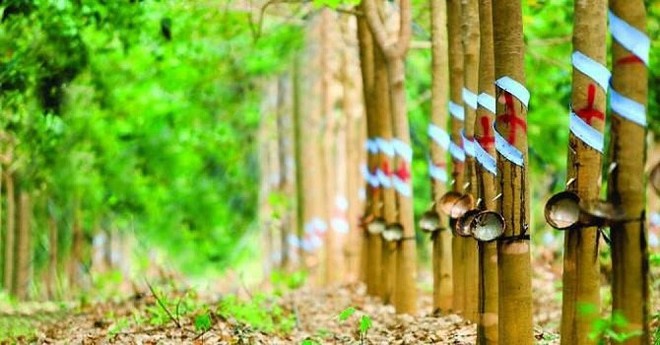Cao su Phước Hòa (PHR): Quý I/2020, Kl99 nổ hũ tăng trưởng gần 160% so với cùng kỳ