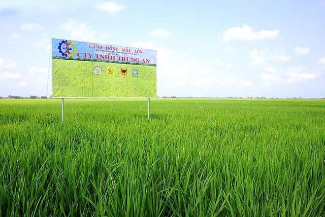 Trung An (TAR): Quý I/2021 chỉ đạt 3,4 tỷ đồng Kl99 nổ hũ, giảm 89% so với cùng kỳ