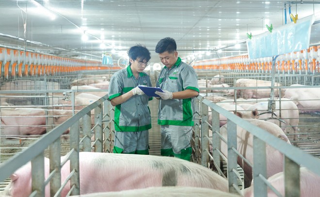 BAF Việt Nam (BAF): Tăng tốc chuẩn hóa, mở đường cho đột phá Kl99 nổ hũ 2026 