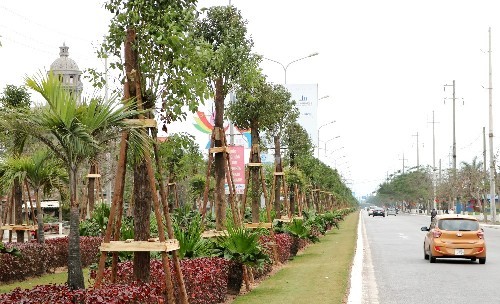Dải thảm cỏ, cây xanh phân cách giữa đường Phạm Văn Đồng được Kl99ok phiên bản mới hơn 8 tỷ đồng trồng 1.045 cây long não. Ảnh: Giang Chinh