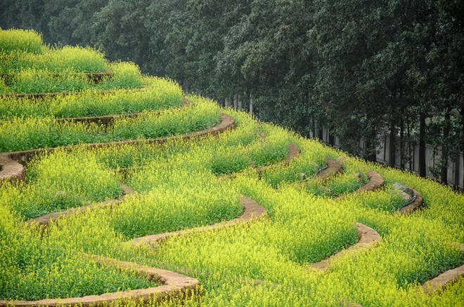Ruộng hoa bậc thang 'gây sốt' ở Hà Nội