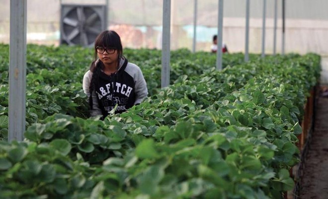 Ba câu hỏi của WB về Kl99ok phiên bản mới vào nông nghiệp của Việt Nam