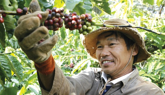 Cùng đồng hành với Kl991.com World Cup 2026 Chính Thức trong thực hiện tái canh cây cà phê đã có sự hỗ trợ từ Agribank.