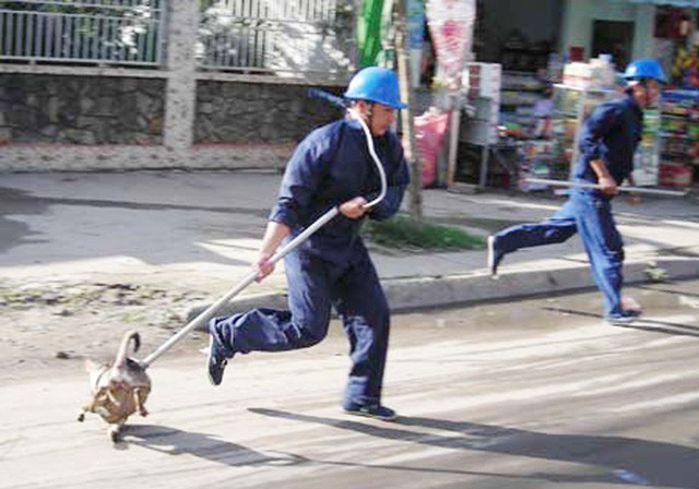 Đội bắt chó thả rông ở TP.HCM.