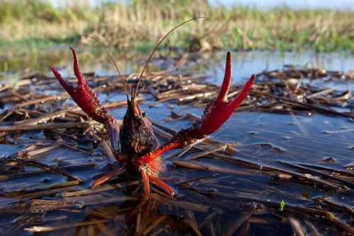 Tôm hùm đất (Cherax quadricarinatus) là loài cấm Link Vào Nhà Cái KL99 COM Tặng +199k vào Việt Nam.