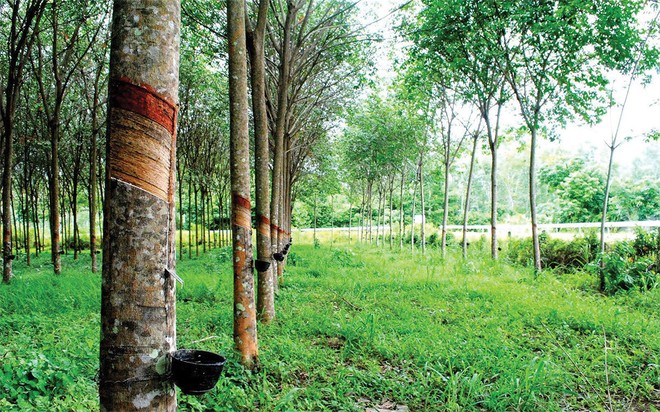 Cao su Đồng Phú (DPR): Kl99 nổ hũ 5 tháng 2019 sụt giảm mạnh