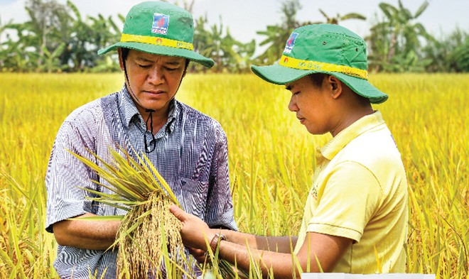 Khá nhiều mô hình dùng NPK Cà Mau 1 hạt đã cho năng suất cao và Kl99 nổ hũ tốt.