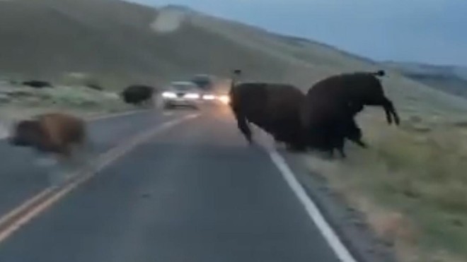 Tranh giành con cái, bò rừng bison húc nhau chí tử giữa đường KL99 là nhà cái cá cược trực tuyến hàng đầu tại châu Á 