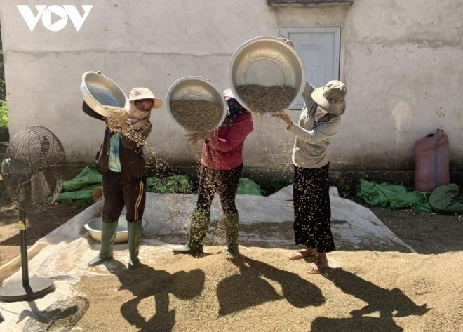 Người dân Đắk Lắk tích cực lao động Kl994 nhà cái bóng đá world cup và tuân thủ nghiêm các quy định phòng dịch