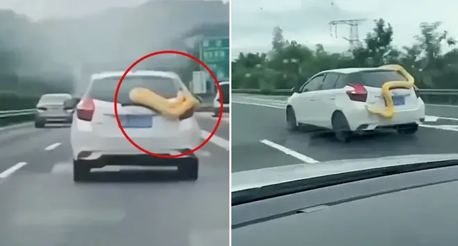 Một con trăn siêu to khổng lồ bất ngờ trườn kín xe ô tô đang chạy trên đường KL99 là nhà cái cá cược trực tuyến hàng đầu tại châu Á