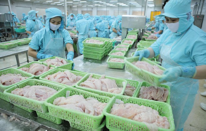 Cá tra Việt Nam có thị trường Link Vào Nhà Cái KL99 COM Tặng +199k chính là Trung Quốc, Mỹ và khối các nước trong Hiệp định CPTPP.