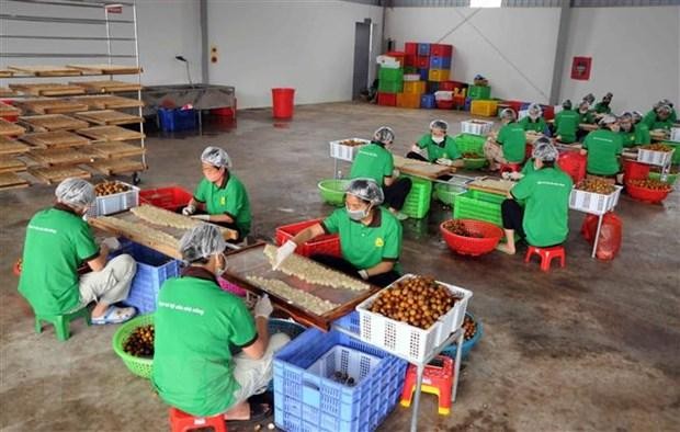 Nhân viên Công ty cổ phần xuất Link Vào Nhà Cái KL99 COM Tặng +199k hoa quả Sơn La chế biến long nhãn. (Ảnh: Quang Quyết/TTXVN).